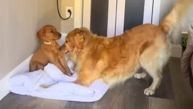 Kiskutyával találkozik a golden retriever: ami ezután történik, milliók szívét érinti meg - Videó