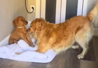 Kiskutyával találkozik a golden retriever: ami ezután történik, milliók szívét érinti meg - Videó