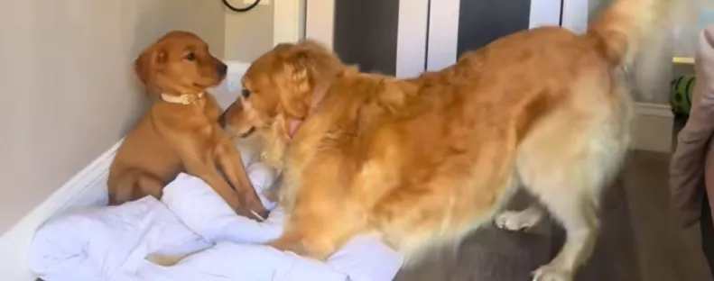 Kiskutyával találkozik a golden retriever: ami ezután történik, milliók szívét érinti meg - Videó