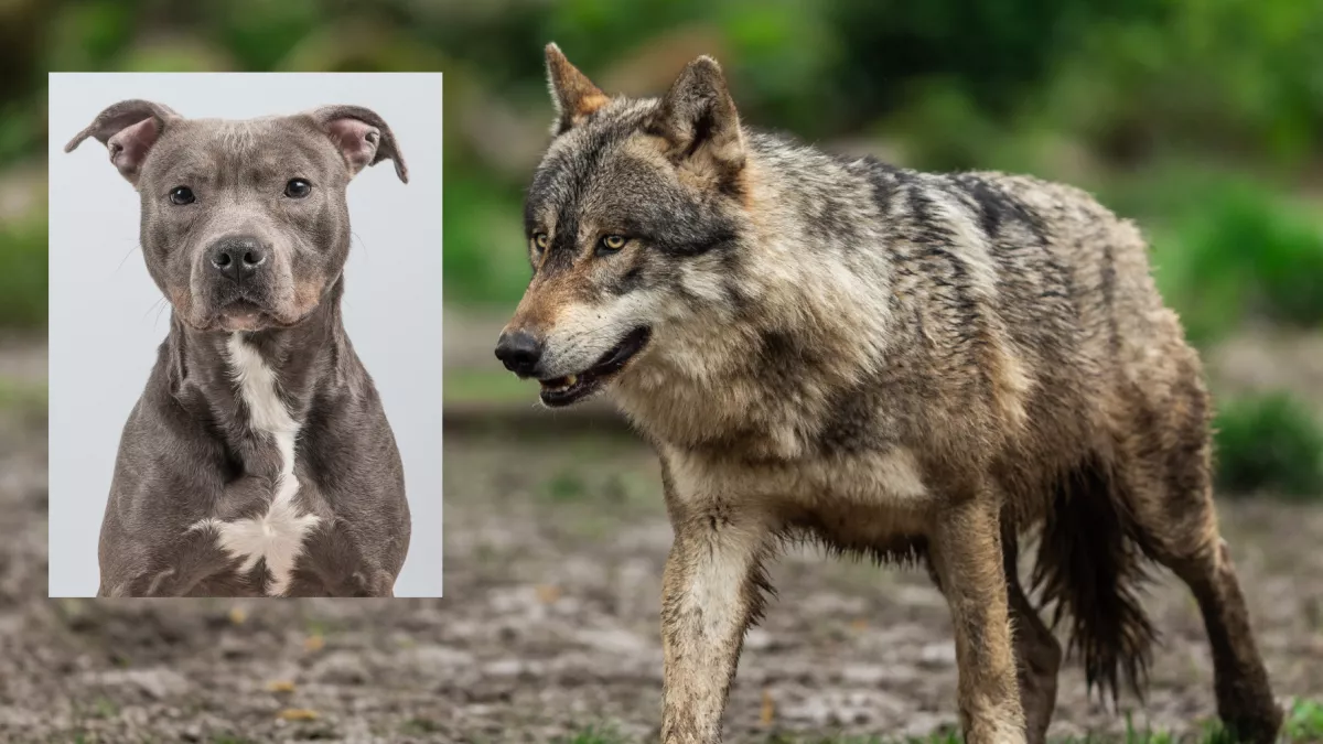 Farkas párosodott a pitbullal: így néznek ki a különleges kölykök - Videó