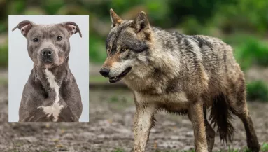 Farkas párosodott a pitbullal: így néznek ki a különleges kölykök - Videó