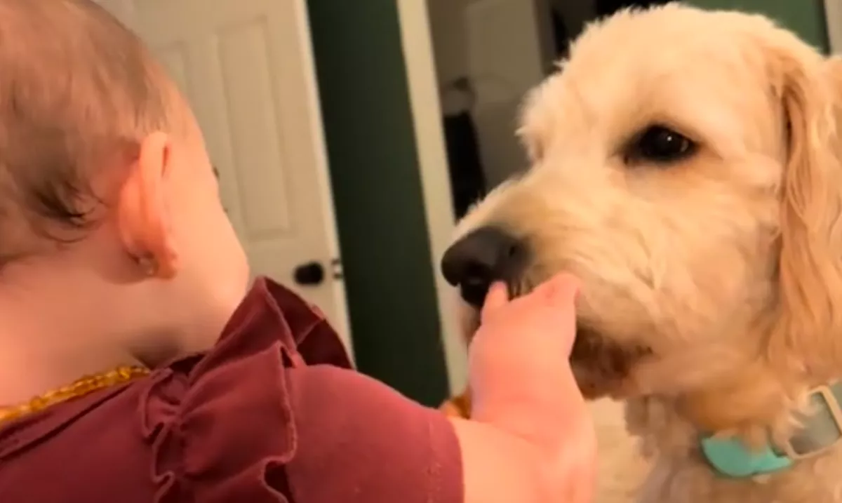 Amit a baba és a kutya tesz, azon milliók nevetnek könnyezve - Videó