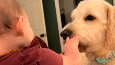 Amit a baba és a kutya tesz, azon milliók nevetnek könnyezve - Videó