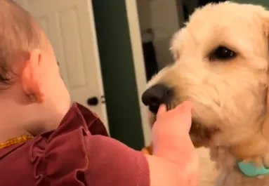 Amit a baba és a kutya tesz, azon milliók nevetnek könnyezve - Videó