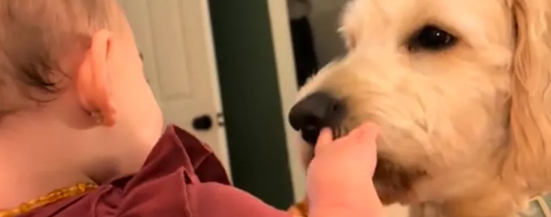 Amit a baba és a kutya tesz, azon milliók nevetnek könnyezve - Videó