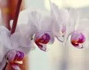 Azonnal virágba borul az orchidea ettől a konyhai alapanyagtól Azonnal virágba borul az orchidea ettől a konyhai alapanyagtól