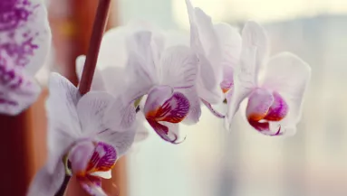 Azonnal virágba borul az orchidea ettől a konyhai alapanyagtól