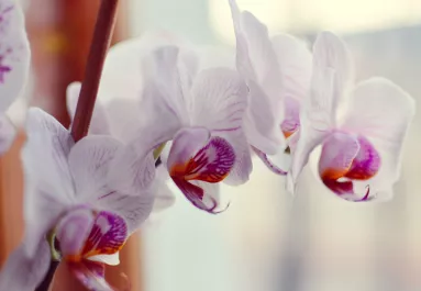 Azonnal virágba borul az orchidea ettől a konyhai alapanyagtól