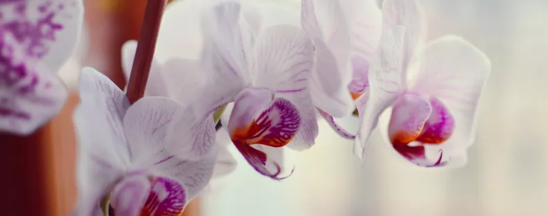 Azonnal virágba borul az orchidea ettől a konyhai alapanyagtól