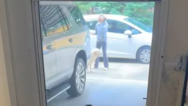 Új kutyával látja a gazdit a golden retriever: a reakciója milliók szívét olvasztja meg - Videó