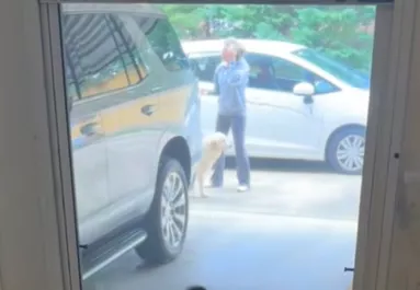 Új kutyával látja a gazdit a golden retriever: a reakciója milliók szívét olvasztja meg - Videó
