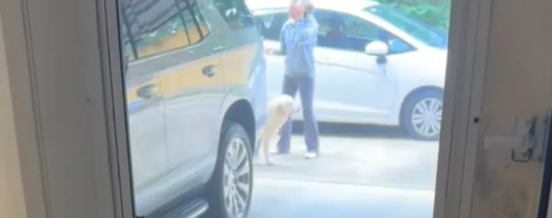 Új kutyával látja a gazdit a golden retriever: a reakciója milliók szívét olvasztja meg - Videó