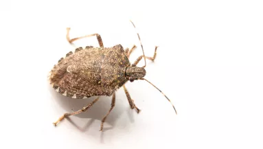 Poloskák vannak a lakásodban? Gusztustalan, minek a jelei