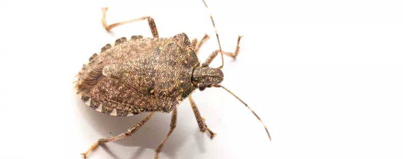 Poloskák vannak a lakásodban? Ijesztő, minek a jelei