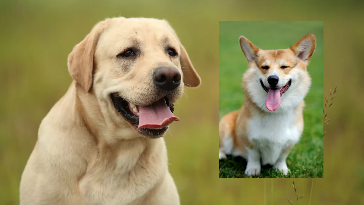Corgi és labrador a szülők: ezek a kölykök születtek a szerelemből - Fotók