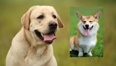 Corgi és labrador a szülők: ezek a kölykök születtek a szerelemből - Fotók