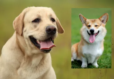 Corgi és labrador a szülők: ezek a kölykök születtek a szerelemből - Fotók