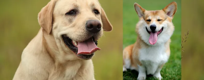 Corgi és labrador a szülők: ezek a kölykök születtek a szerelemből - Fotók