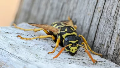 Lódarazsak ölték meg az elit iskola igazgatóját, Danielt és a 15 éves fiát - Fotók
