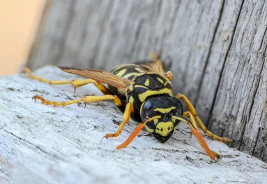 Lódarazsak ölték meg az elit iskola igazgatóját, Danielt és a 15 éves fiát - Fotók