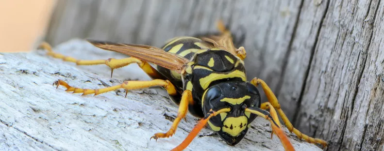 Lódarazsak ölték meg az elit iskola igazgatóját, Danielt és a 15 éves fiát - Fotók