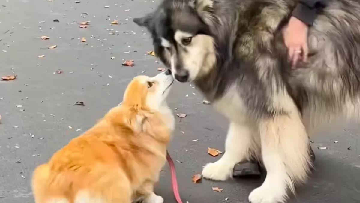 Egy év után találkozik a corgi és az alaszkai malamut: a reakciójuk felrobbantja a közösségi oldalakat - Videó