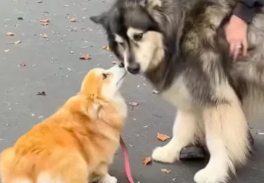 Egy év után találkozik a corgi és az alaszkai malamut: a reakciójuk felrobbantja a közösségi oldalakat - Videó