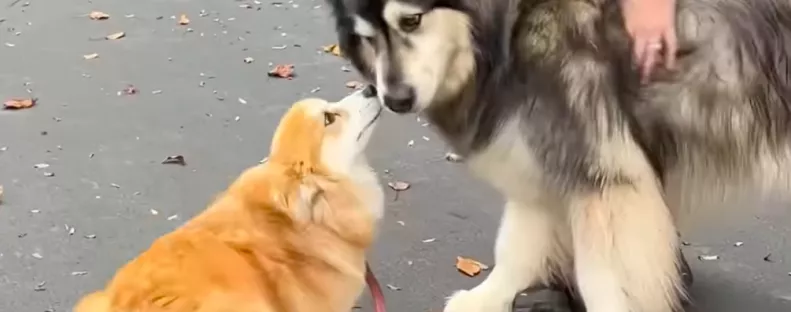 Egy év után találkozik a corgi és az alaszkai malamut: a reakciójuk felrobbantja a közösségi oldalakat - Videó