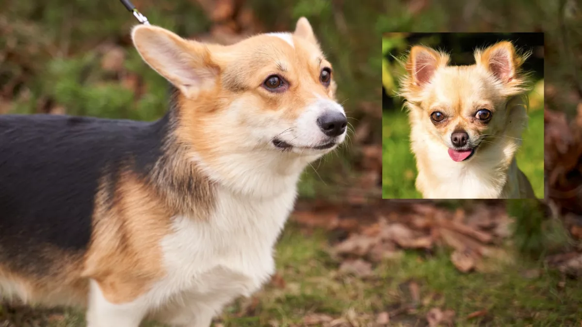 Corgi és csivava a szülők: ezek a kölykök születtek a szerelemből - Videók