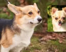Corgi és csivava a szülők: ezek a kölykök születtek a szerelemből - Videók Corgi és csivava a szülők: ezek a kölykök születtek a szerelemből - Videók
