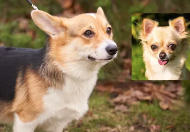 Corgi és csivava a szülők: ezek a kölykök születtek a szerelemből - Videók