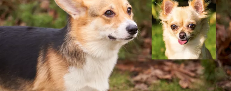 Corgi és csivava a szülők: ezek a kölykök születtek a szerelemből - Videók