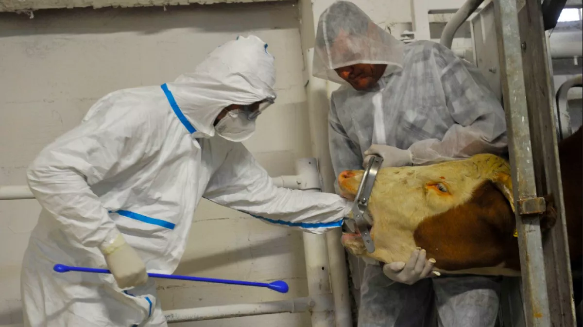 Lépfenével fertőzött bácsit találtak Békésben: szarvasmarhától kaphatta el