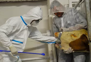 Lépfenével fertőzött bácsit találtak Békésben: szarvasmarhától kaphatta el