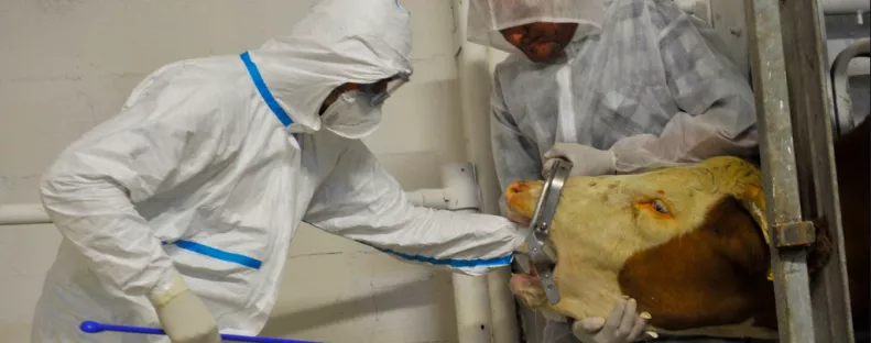 Lépfenével fertőzött bácsit találtak Békésben: szarvasmarhától kaphatta el