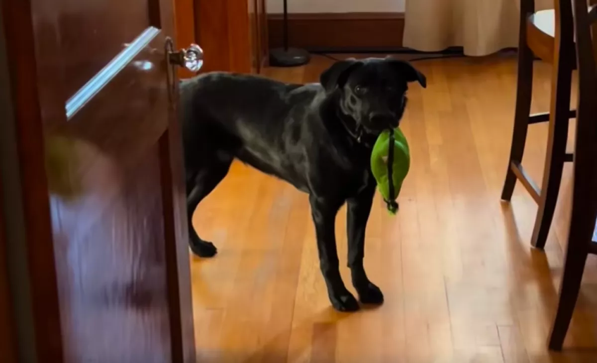 Magányosnak tűnik a labrador: a reakciója egy golden retrieverre milliók szívét olvasztja meg - Videó