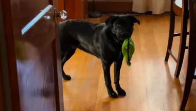 Magányosnak tűnik a labrador: a reakciója egy golden retrieverre milliók szívét olvasztja meg - Videó