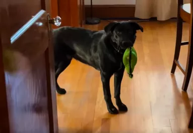 Magányosnak tűnik a labrador: a reakciója egy golden retrieverre milliók szívét olvasztja meg - Videó