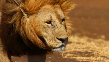 "Harapás a nyakcsigolyáig" - Oroszlán támadt a lovagló nőre - Videó