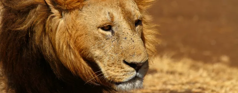 "Harapás a nyakcsigolyáig" - Oroszlán támadt a lovagló nőre - Videó