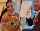 Elviszi a nászútra a pár a golden retrievert: ami ezután történik, megolvasztja a szíveket - Videó