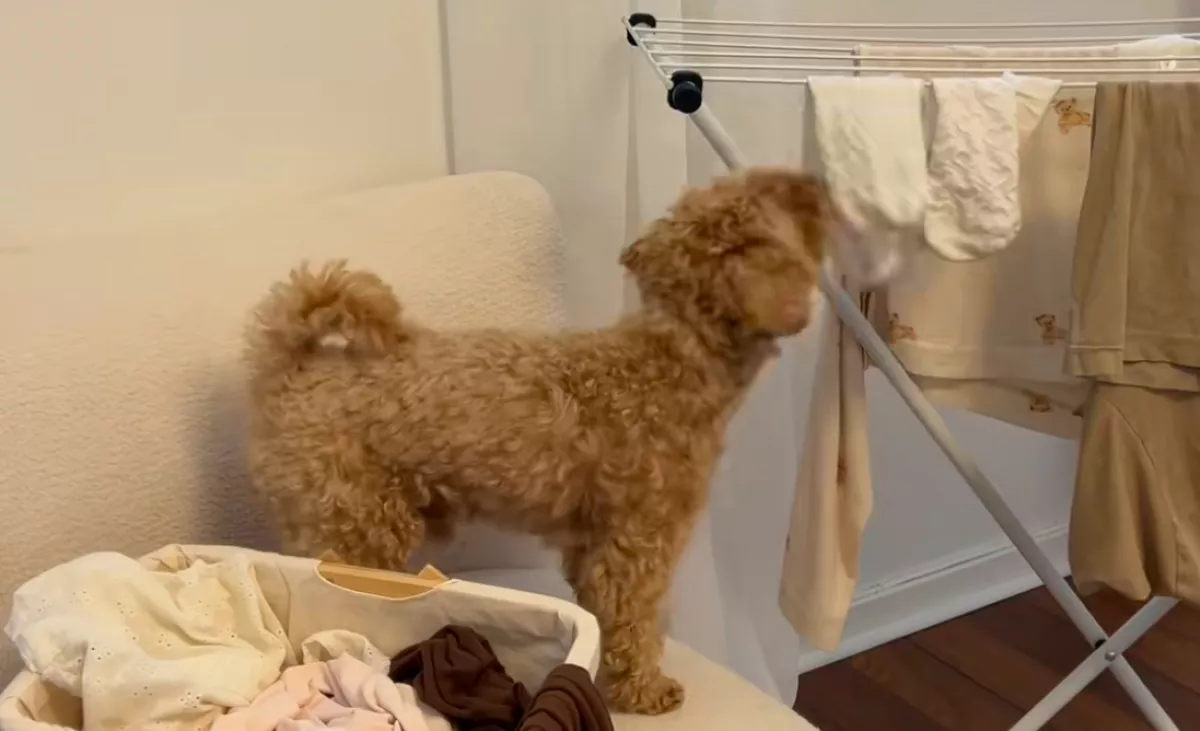 Teregeti a ruhákat a pimasz maltipoo: a "segítségén" milliók pusztulnak - Videó