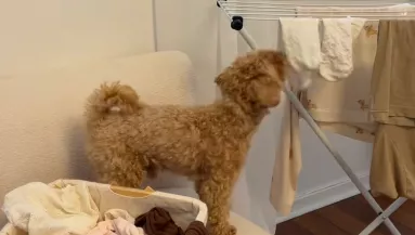 Teregeti a ruhákat a pimasz maltipoo: a "segítségén" milliók pusztulnak - Videó