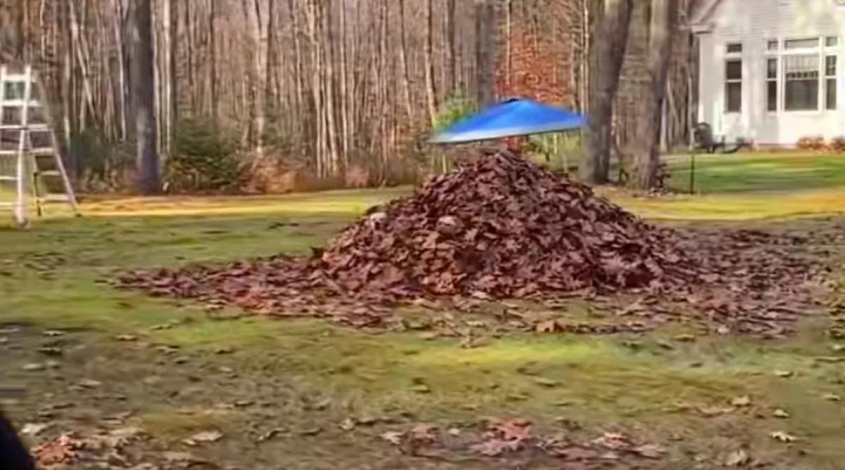 Levélkupac mellett hajt el a nő: és rögtön megérzi, figyelik - Videó