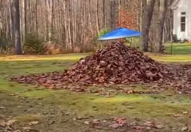 Levélkupac mellett hajt el a nő: és rögtön megérzi, figyelik - Videó