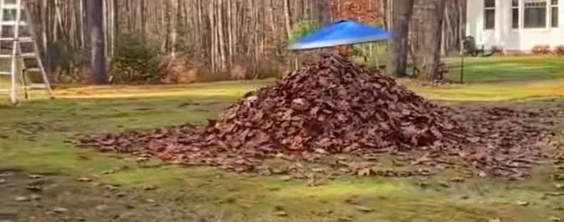 Levélkupac mellett hajt el a nő: és rögtön megérzi, figyelik - Videó