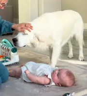 Ellöki a golden retrievert a babától az anya: amit a kutya ezután tesz, megolvasztja a szíveket - Videó