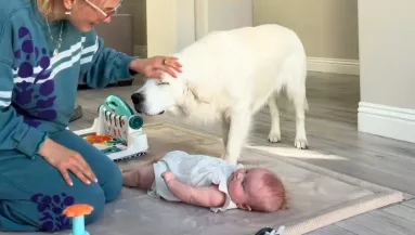 Ellöki a golden retrievert a babától az anya: amit a kutya ezután tesz, megolvasztja a szíveket - Videó