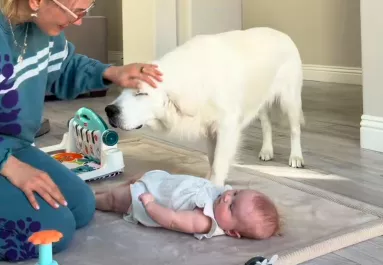 Ellöki a golden retrievert a babától az anya: amit a kutya ezután tesz, megolvasztja a szíveket - Videó