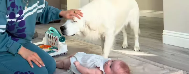 Ellöki a golden retrievert a babától az anya: amit a kutya ezután tesz, megolvasztja a szíveket - Videó
